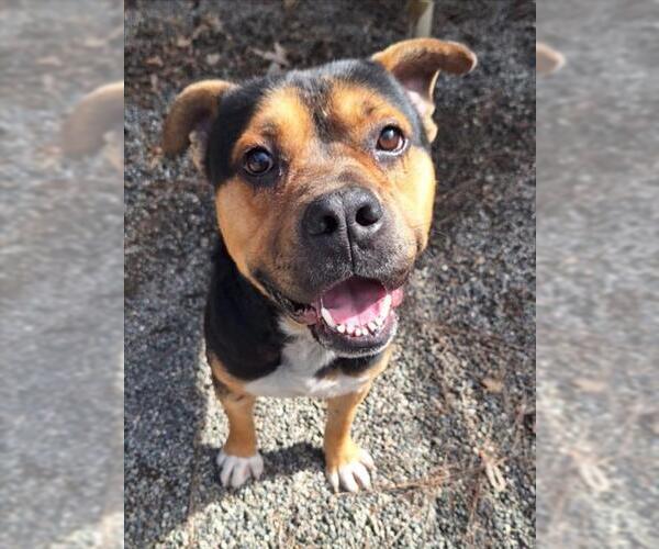 Medium Photo #1 Mutt Puppy For Sale in Woodland, CA, USA