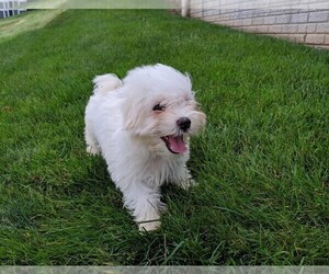 Maltese Puppy for sale in FREDERICKSBURG, OH, USA