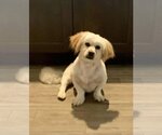 Small Photo #15 Lhasanese Puppy For Sale in New York, NY, USA