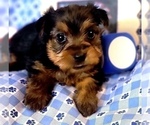 Small Photo #22 Yorkshire Terrier Puppy For Sale in AKRON, OH, USA