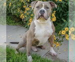 Small #3 American Bulldog-American Staffordshire Terrier Mix