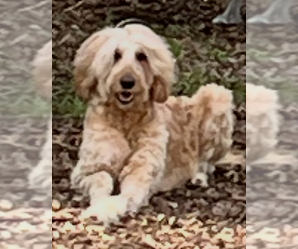 Medium Photo #2 Goldendoodle-Siberian Husky Mix Puppy For Sale in MERRILLVILLE, IN, USA