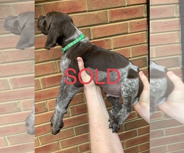 Medium Photo #33 German Shorthaired Pointer Puppy For Sale in MARIETTA, GA, USA