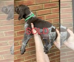 Small Photo #33 German Shorthaired Pointer Puppy For Sale in MARIETTA, GA, USA
