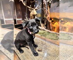 Small Mutt