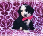 Small Photo #4 Miniature Bernedoodle Puppy For Sale in CLAY, PA, USA