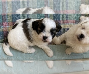 Mal-Shi Puppy for sale in KETTLE FALLS, WA, USA