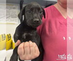 Small Labrador Retriever Mix