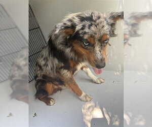 Australian Shepherd Dogs for adoption in Houston, TX, USA