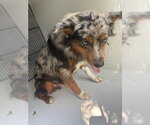 Small Australian Shepherd