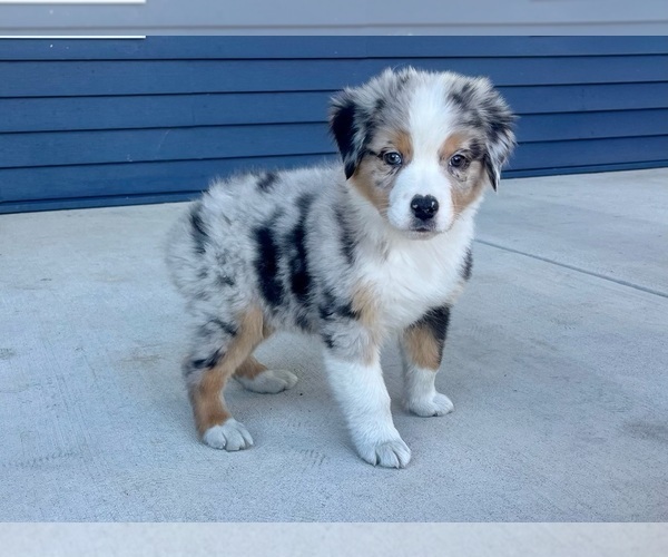 Medium Photo #2 Australian Shepherd Puppy For Sale in LODA, IL, USA