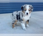 Small #1 Australian Shepherd