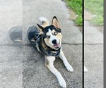 Small #1 Siberian Husky Mix