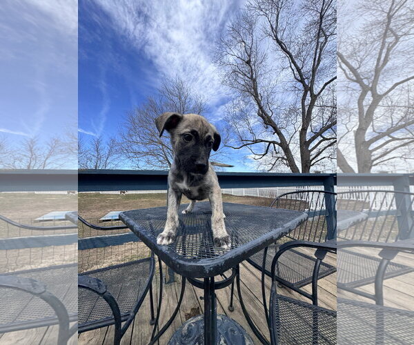 Medium Photo #3 German Shepherd Dog-Unknown Mix Puppy For Sale in Columbus, IN, USA