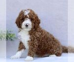 Small #3 Goldendoodle (Miniature)