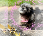Small #6 Shih Tzu