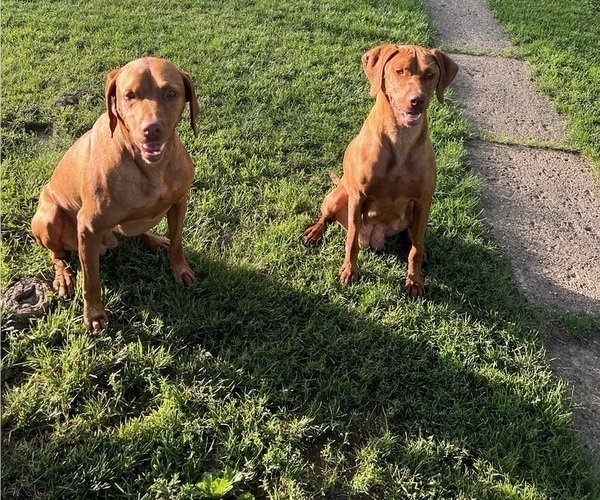 Medium Photo #7 Vizsla Puppy For Sale in OTTUMWA, IA, USA