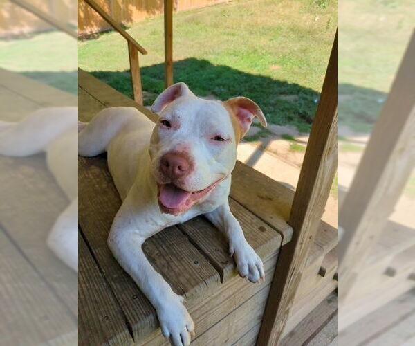 Medium Photo #59 American Staffordshire Terrier-Labrador Retriever Mix Puppy For Sale in Brewster, NY, USA