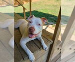 Small #58 American Staffordshire Terrier-Labrador Retriever Mix