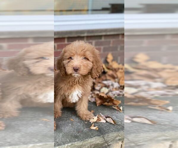 Medium Photo #1 Goldendoodle Puppy For Sale in DETROIT, MI, USA