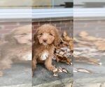 Small Photo #1 Goldendoodle Puppy For Sale in DETROIT, MI, USA