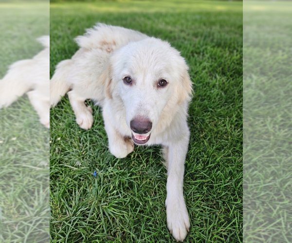 Medium Photo #2 Golden Pyrenees Puppy For Sale in Grovertown, IN, USA