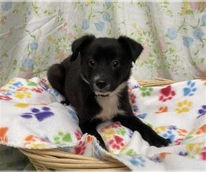 Border Collie Dogs for adoption in Rosenberg, TX, USA
