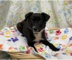 Small Border Collie