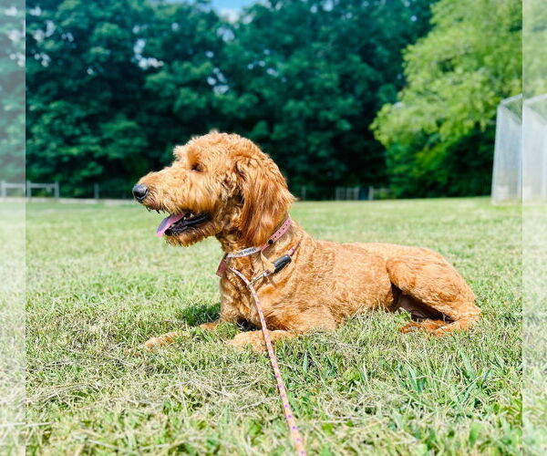 Medium Photo #3 Goldendoodle Puppy For Sale in Pacolet, SC, USA