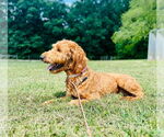 Small #2 Goldendoodle
