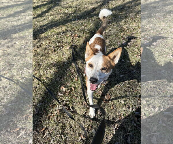 Medium Photo #1 Siberian Husky-Unknown Mix Puppy For Sale in Overland Park, KS, USA