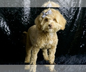Medium Goldendoodle (Miniature)