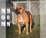Small Photo #1 American Pit Bull Terrier Puppy For Sale in NAPLES, FL, USA