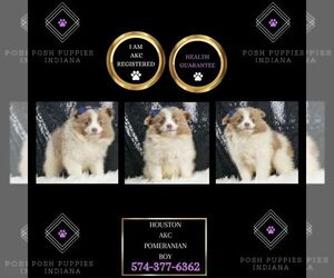 Pomeranian Puppy for sale in WARSAW, IN, USA