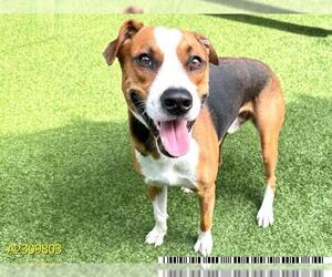 Treeing Walker Coonhound-Unknown Mix Dogs for adoption in West Palm Beach, FL, USA