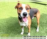 Small Treeing Walker Coonhound Mix