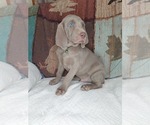 Small Photo #3 Weimaraner Puppy For Sale in LEWISBURG, KY, USA