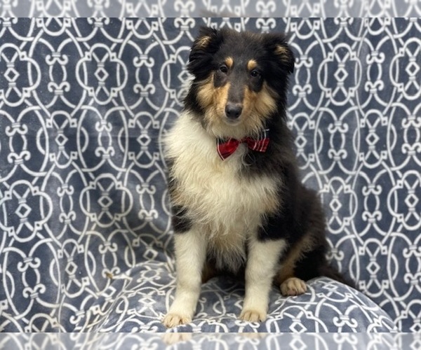 Medium Photo #3 Collie Puppy For Sale in LAKELAND, FL, USA