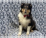 Small Photo #3 Collie Puppy For Sale in LAKELAND, FL, USA
