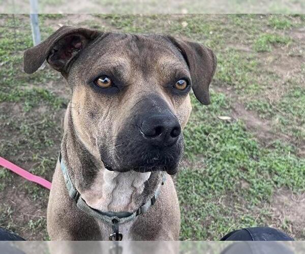 Medium Photo #2 Staffordshire Bull Terrier Puppy For Sale in Ocala, FL, USA