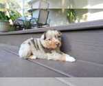 Small #4 Miniature Australian Shepherd