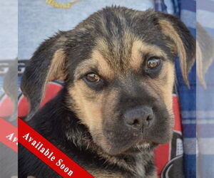 Miniature Bulldog Dogs for adoption in Huntley, IL, USA