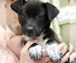 Small Photo #2 Pointer-Unknown Mix Puppy For Sale in Washington, DC, USA