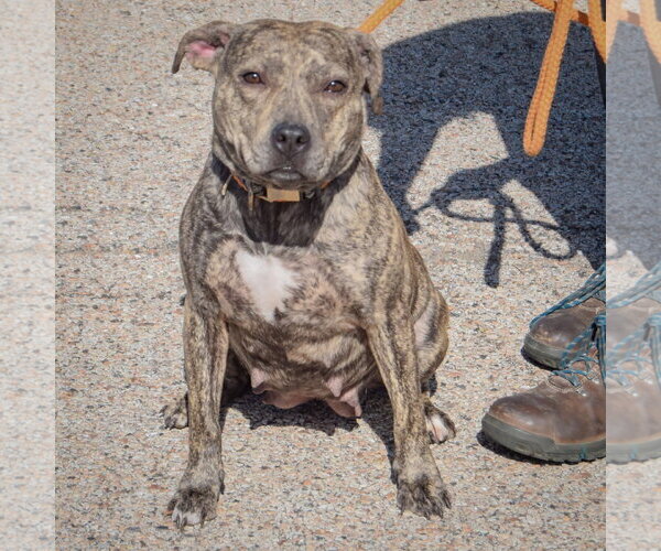 Medium Photo #5 American Staffordshire Terrier-Boxer Mix Puppy For Sale in Huntley, IL, USA