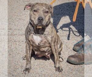 Smooch - Female American Staffordshire Terrier-Boxer Mix Dog for Adoption - Photo #5