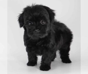 YorkiePoo Puppy for sale in LOS ANGELES, CA, USA