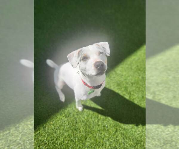 Medium Photo #24 Jack Russell Terrier-Unknown Mix Puppy For Sale in Pompano Beach , FL, USA