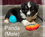 Puppy Panda Miniature Australian Shepherd