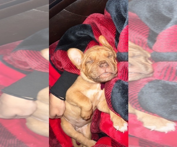 Medium Photo #3 Dogue de Bordeaux Puppy For Sale in BETHANY, MO, USA