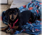 Small #3 Dachshund